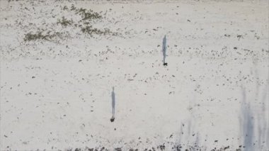 Bu video, Tanzanya 'nın Zanzibar plajında futbol oynayan insanları gösteriyor, 8K çözünürlükte yavaş çekim.