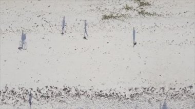 Bu video, Tanzanya 'nın Zanzibar plajında futbol oynayan insanları gösteriyor, 8K çözünürlükte yavaş çekim.