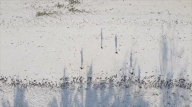 Bu video, Tanzanya 'nın Zanzibar plajında futbol oynayan insanları gösteriyor, 8K çözünürlükte yavaş çekim.