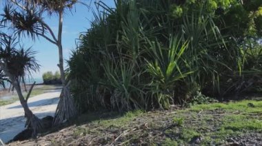 Bu stok videosu Tanzanya 'nın Zanzibar adasının 8K çözünürlüğündeki çalılıklarla kaplı hava görüntülerini gösteriyor.