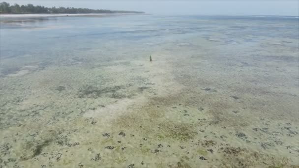 Questo Video Mostra Vista Aerea Della Bassa Marea Nell Oceano — Video Stock