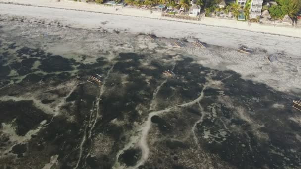 Stock Video Shows Aerial View Low Tide Ocean Coast Zanzibar — Vídeo de Stock