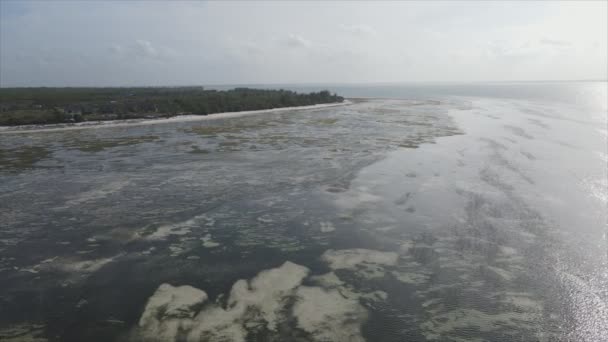 Stock Video Shows Aerial View Low Tide Ocean Coast Zanzibar – Stock-video
