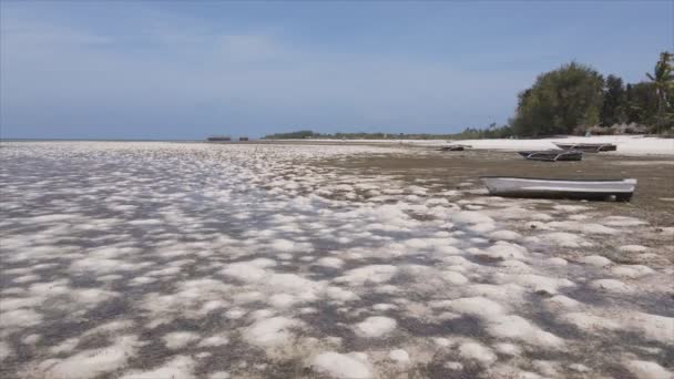 Állomány Videó Mutatja Légi Kilátás Apály Óceán Partjainál Zanzibar Tanzánia — Stock videók