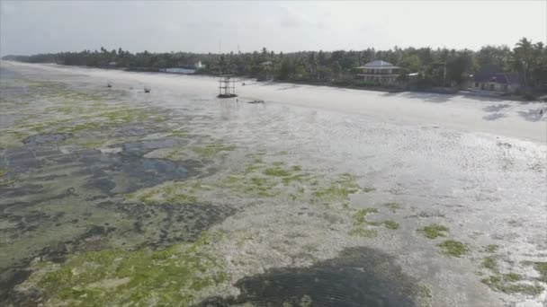 Stock Video Shows Aerial View Low Tide Ocean Coast Zanzibar — Videoclip de stoc