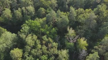 This stock footage shows aerial view of trees in the forest in Ukraine in 8K resolution