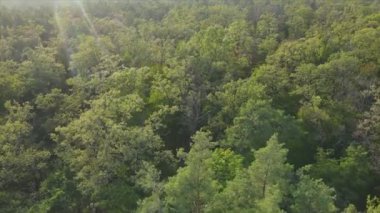 Bu stok görüntüler Ukrayna 'nın ormanlarındaki ağaçların 8K çözünürlükteki hava görüntülerini gösteriyor.