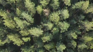 This stock footage shows aerial view of trees in the forest in Ukraine in 8K resolution