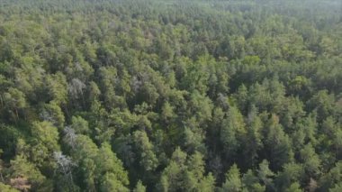 Bu stok görüntüler Ukrayna 'nın ormanlarındaki ağaçların 8K çözünürlükteki hava görüntülerini gösteriyor.