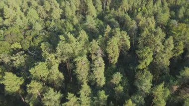 Bu stok görüntüler Ukrayna 'nın ormanlarındaki ağaçların 8K çözünürlükteki hava görüntülerini gösteriyor.