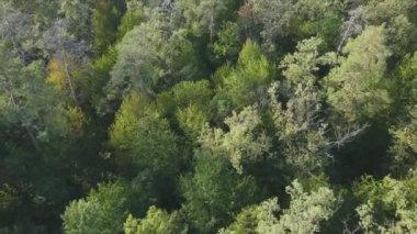 This stock footage shows aerial view of trees in the forest in Ukraine in 8K resolution