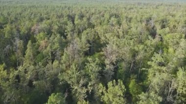 Bu stok görüntüler Ukrayna 'nın ormanlarındaki ağaçların 8K çözünürlükteki hava görüntülerini gösteriyor.