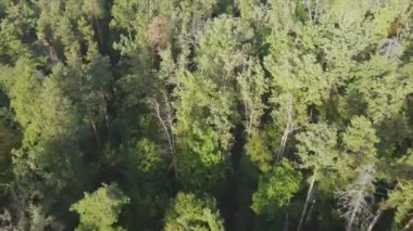 Bu stok görüntüler Ukrayna 'nın ormanlarındaki ağaçların 8K çözünürlükteki hava görüntülerini gösteriyor.