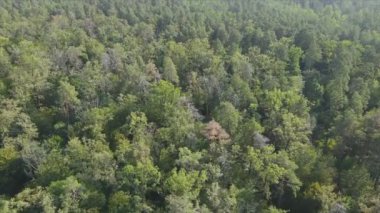 Bu stok görüntüler Ukrayna 'nın ormanlarındaki ağaçların 8K çözünürlükteki hava görüntülerini gösteriyor.