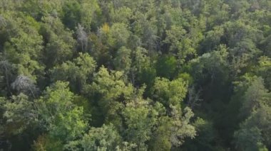 Bu stok görüntüler Ukrayna 'nın ormanlarındaki ağaçların 8K çözünürlükteki hava görüntülerini gösteriyor.