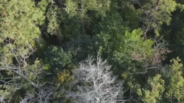 Bu stok görüntüler Ukrayna 'nın ormanlarındaki ağaçların 8K çözünürlükteki hava görüntülerini gösteriyor.