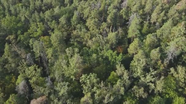 Кадри Показують Повітряний Вид Дерева Лісі Україні Роздільною Здатністю — стокове відео
