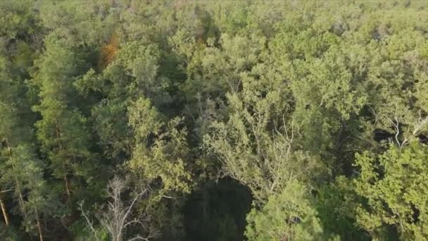 Кадри Показують Повітряний Вид Дерева Лісі Україні Роздільною Здатністю — стокове відео