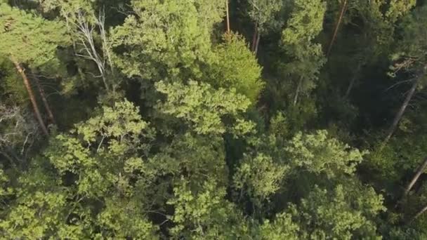 Αυτό Υλικό Δείχνει Εναέρια Άποψη Των Δέντρων Στο Δάσος Στην — Αρχείο Βίντεο