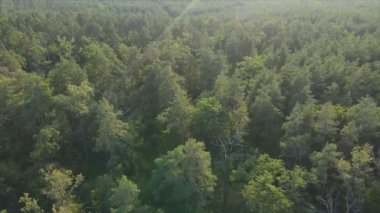 Bu stok görüntüler Ukrayna 'nın ormanlarındaki ağaçların 8K çözünürlükteki hava görüntülerini gösteriyor.