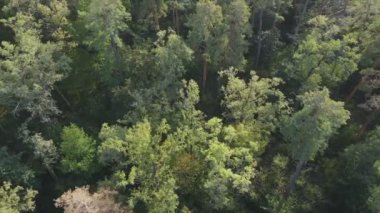 Bu stok görüntüler Ukrayna 'nın ormanlarındaki ağaçların 8K çözünürlükteki hava görüntülerini gösteriyor.