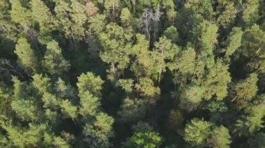 This stock footage shows aerial view of trees in the forest in Ukraine in 8K resolution