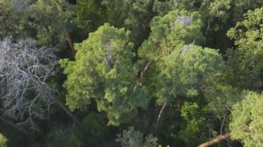 Bu stok görüntüler Ukrayna 'nın ormanlarındaki ağaçların 8K çözünürlükteki hava görüntülerini gösteriyor.