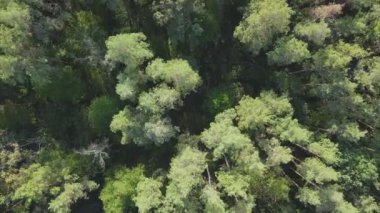 Bu stok görüntüler Ukrayna 'nın ormanlarındaki ağaçların 8K çözünürlükteki hava görüntülerini gösteriyor.