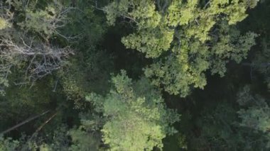 This stock footage shows aerial view of trees in the forest in Ukraine in 8K resolution