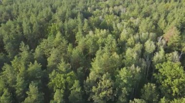 Bu stok görüntüler Ukrayna 'nın ormanlarındaki ağaçların 8K çözünürlükteki hava görüntülerini gösteriyor.