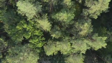 This stock footage shows aerial view of trees in the forest in Ukraine in 8K resolution