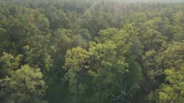 Bu stok görüntüler Ukrayna 'nın ormanlarındaki ağaçların 8K çözünürlükteki hava görüntülerini gösteriyor.