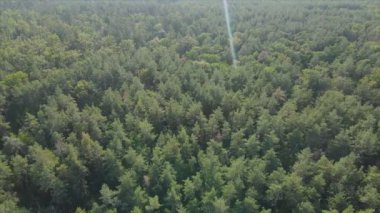 Bu stok görüntüler Ukrayna 'nın ormanlarındaki ağaçların 8K çözünürlükteki hava görüntülerini gösteriyor.