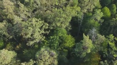 Bu stok görüntüler Ukrayna 'nın ormanlarındaki ağaçların 8K çözünürlükteki hava görüntülerini gösteriyor.