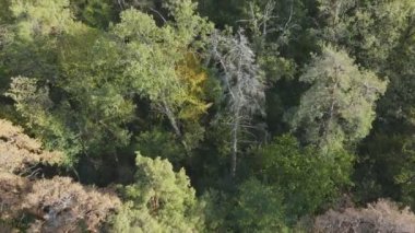 Bu stok görüntüler Ukrayna 'nın ormanlarındaki ağaçların 8K çözünürlükteki hava görüntülerini gösteriyor.