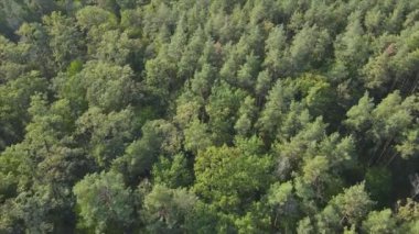 This stock footage shows aerial view of trees in the forest in Ukraine in 8K resolution