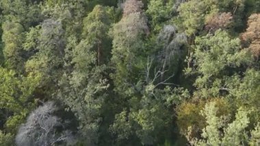 Bu stok görüntüler Ukrayna 'nın ormanlarındaki ağaçların 8K çözünürlükteki hava görüntülerini gösteriyor.