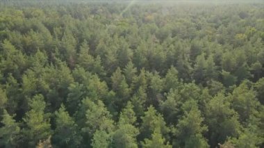 Bu stok görüntüler Ukrayna 'nın ormanlarındaki ağaçların 8K çözünürlükteki hava görüntülerini gösteriyor.