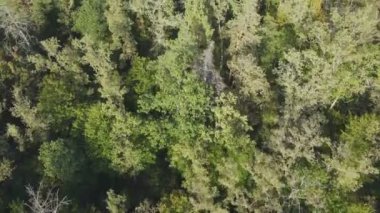 Bu stok görüntüler Ukrayna 'nın ormanlarındaki ağaçların 8K çözünürlükteki hava görüntülerini gösteriyor.