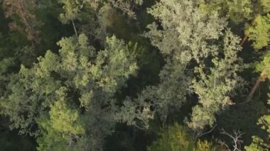 Bu stok görüntüler Ukrayna 'nın ormanlarındaki ağaçların 8K çözünürlükteki hava görüntülerini gösteriyor.
