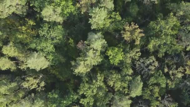 Esta Filmagem Mostra Vista Aérea Árvores Floresta Ucrânia Resolução — Vídeo de Stock