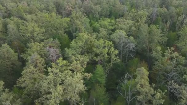 Stock Footage Shows Aerial View Trees Forest Ukraine Resolution — Stockvideo