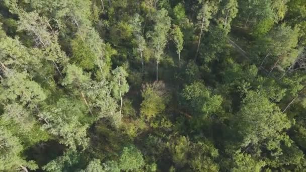 Stock Footage Shows Aerial View Trees Forest Ukraine Resolution — Stockvideo