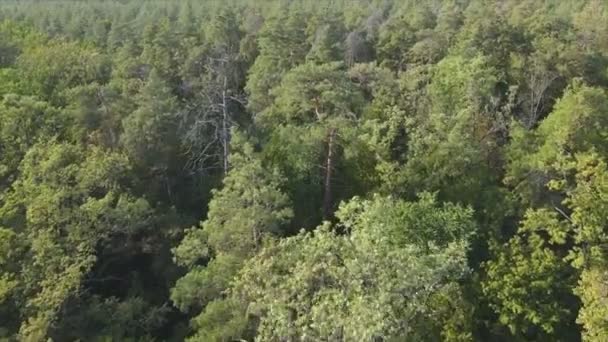 Stock Footage Shows Aerial View Trees Forest Ukraine Resolution — 图库视频影像