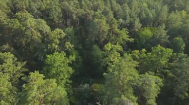 Bu stok görüntüler Ukrayna 'nın ormanlarındaki ağaçların 8K çözünürlükteki hava görüntülerini gösteriyor.