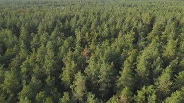 Bu stok görüntüler Ukrayna 'nın ormanlarındaki ağaçların 8K çözünürlükteki hava görüntülerini gösteriyor.