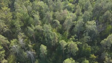 This stock footage shows aerial view of trees in the forest in Ukraine in 8K resolution