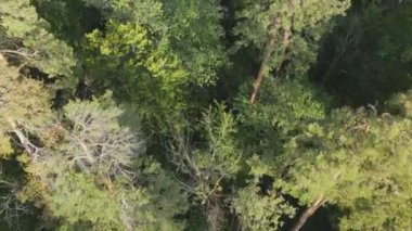 This stock footage shows aerial view of trees in the forest in Ukraine in 8K resolution