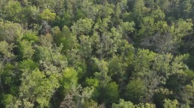 Bu stok görüntüler Ukrayna 'nın ormanlarındaki ağaçların 8K çözünürlükteki hava görüntülerini gösteriyor.