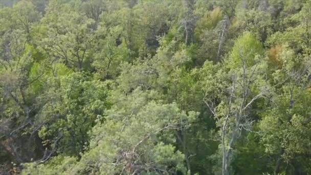 This stock footage shows aerial view of trees in the forest in Ukraine in 8K resolution